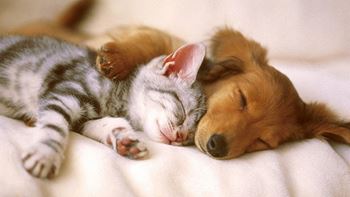 Pet Friendly Apartments